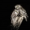 Sycek obecny - Athene noctua - Little Owl 3972d